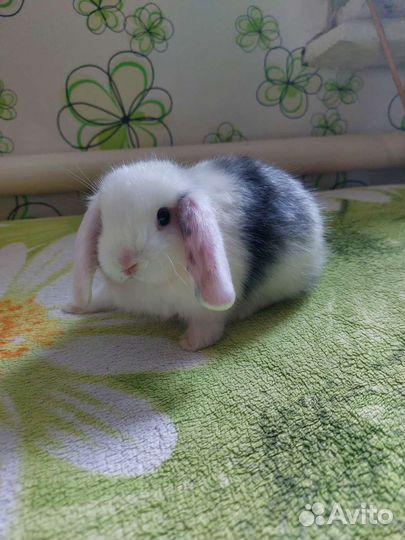 Декоративные кролики