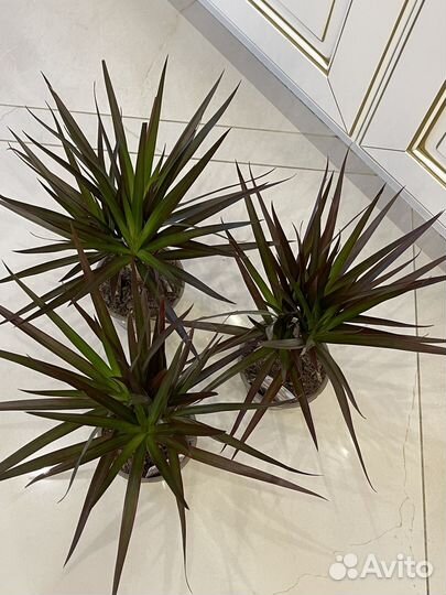 Драцена Биколор