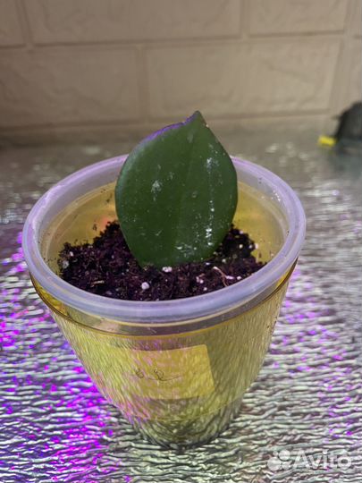 Эсхинантус жар птица