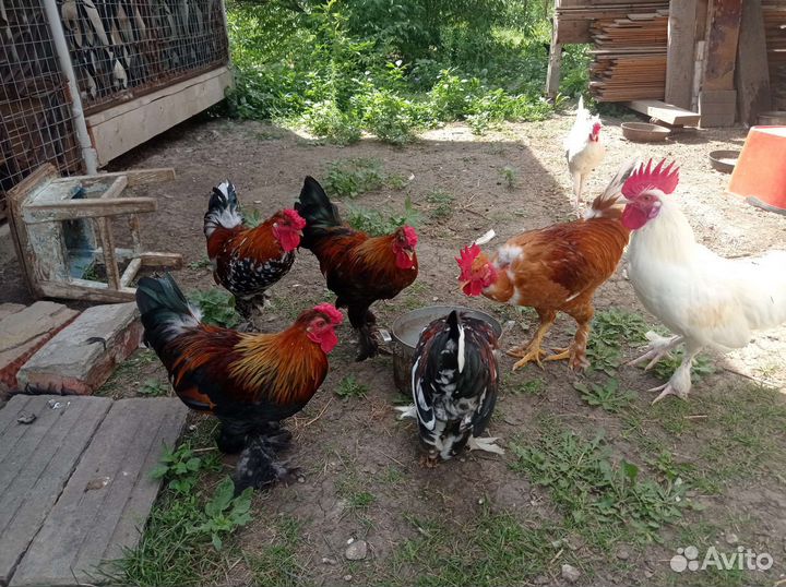 Декоративные петушки (Бентамки)