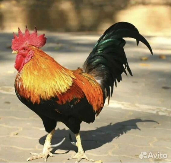 Всем Ассалам Уалейкум