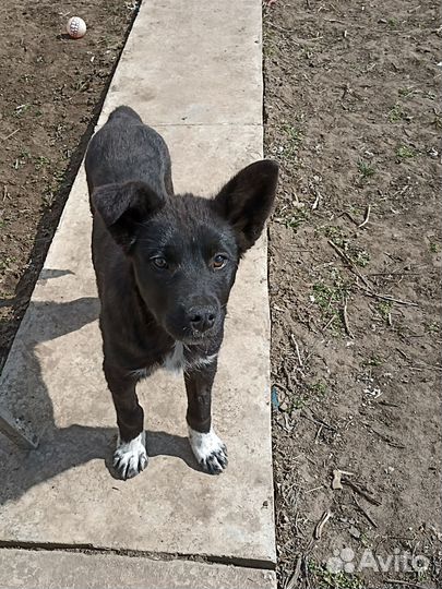 Собака в добрые руки отдам бесплатно