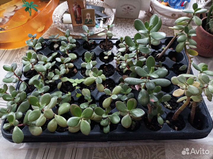 Денежные деревья и ростки