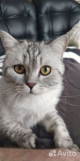 Шотландский кот