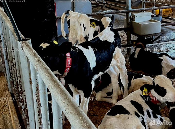 Крс бычки 1-3 мес