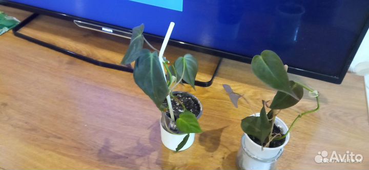 Филодендрон, сциндапсус