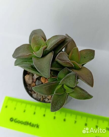 Суккуленты крассулы 2