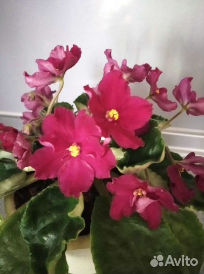 Фиалки сортовые, детки