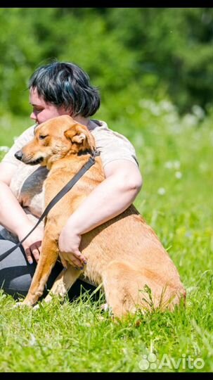 Собака в дар в добрые руки