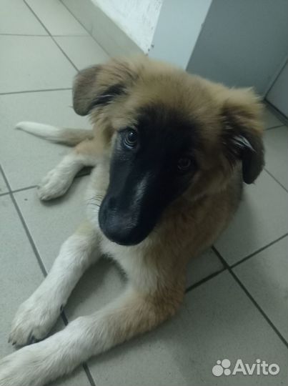 Собаки щенки девочка