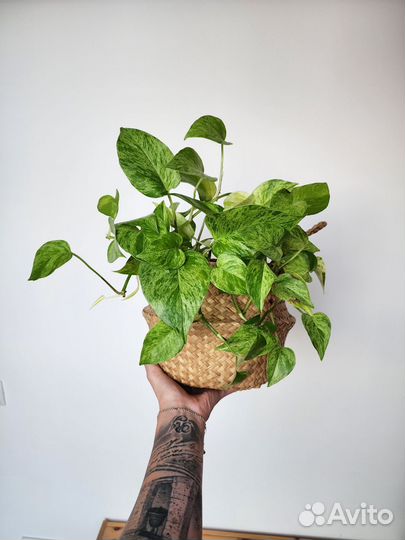 Эпипремнум Марбл квин