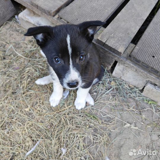 Отдам в добрые руки