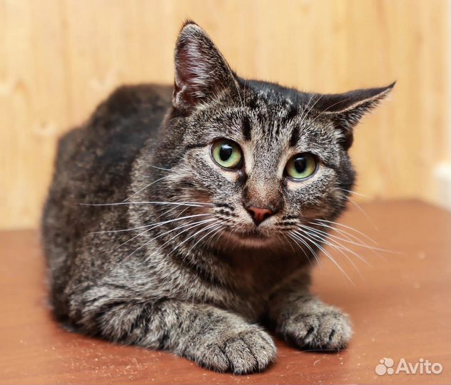 Кошечка 3 года, Алиса