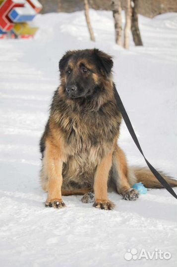Собака в добрые руки отдам бесплатно