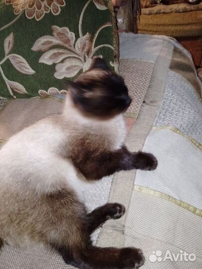 Тайские котята