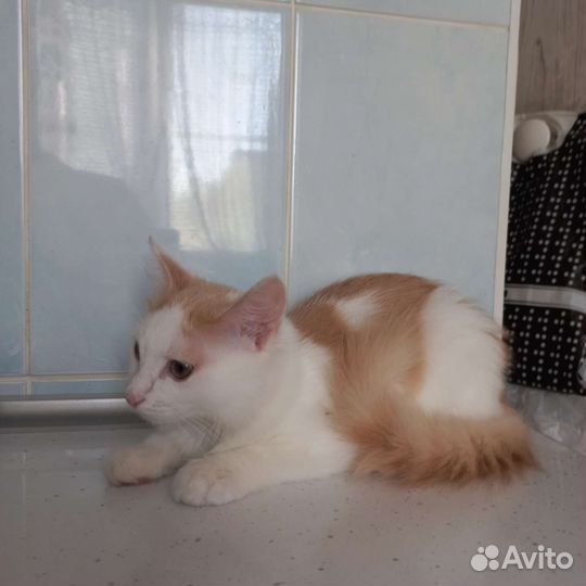 Кот в добрые руки бесплатно