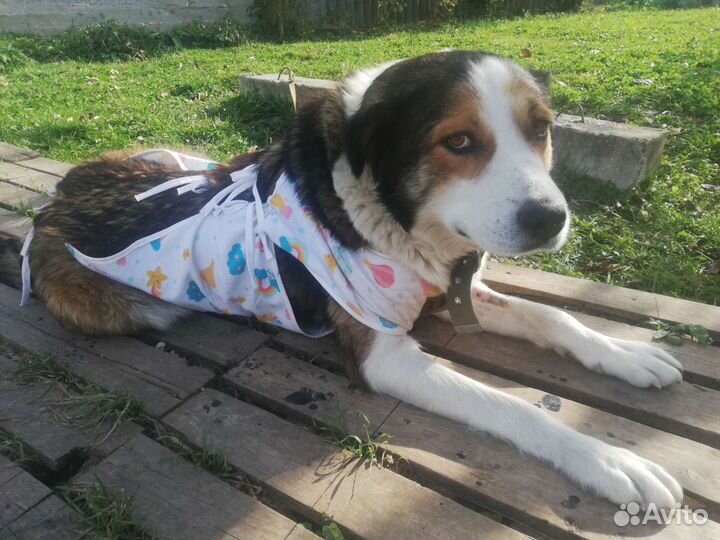 Домашняя передержка