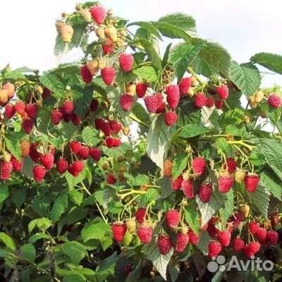 Саженцы малины таруса, штамбовая