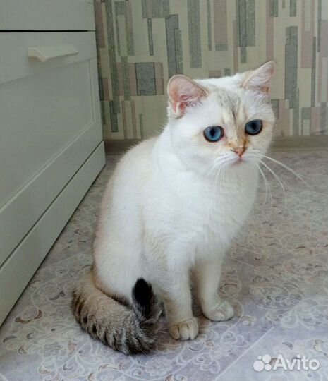 Кошка молодая, шотландская