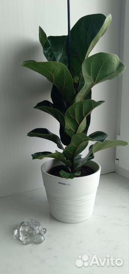 Фикус лирата бамбино