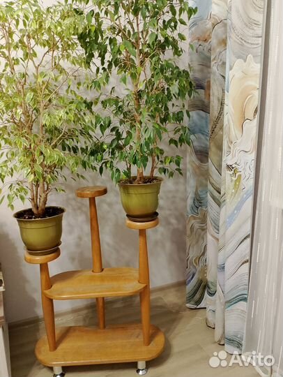 Фикусы большие