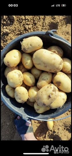 Картофель Аризона