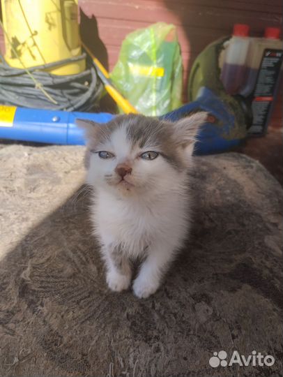 Кошка в дар