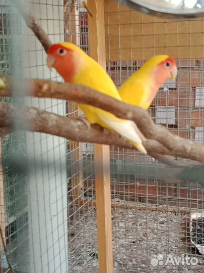 Пара неразлучников