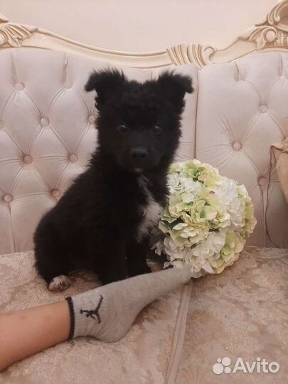 Идеальный компаньон привита, с доставкой