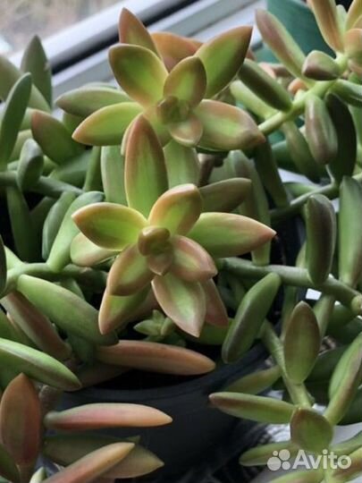 Очиток нуссбаумера большой