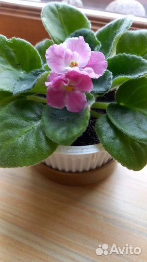 Фиалки в ассортименте