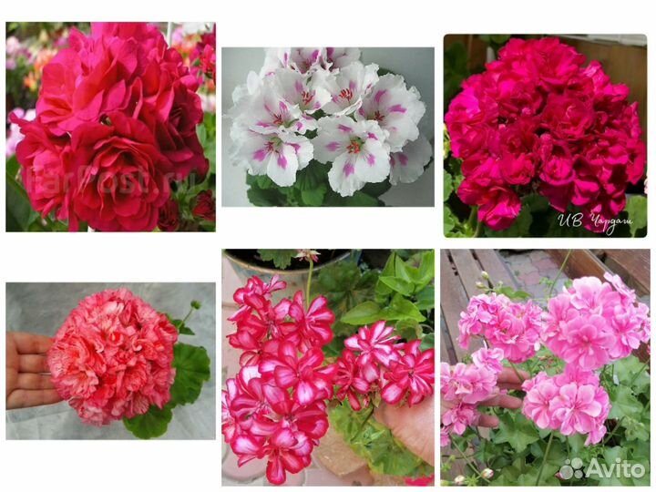Пеларгония укорененная 40 сортов