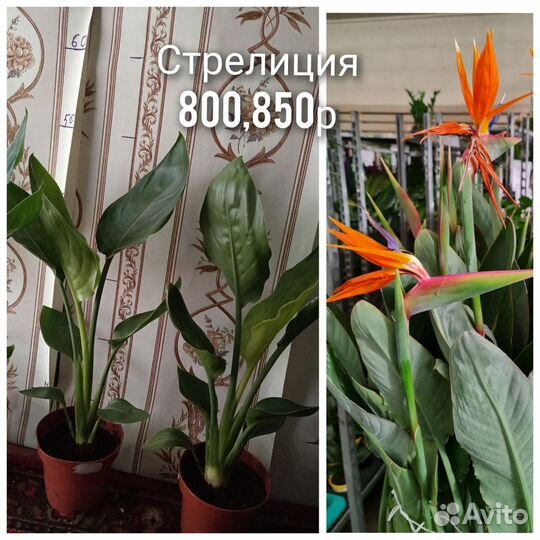 Стрелиция комнатные цветы растения