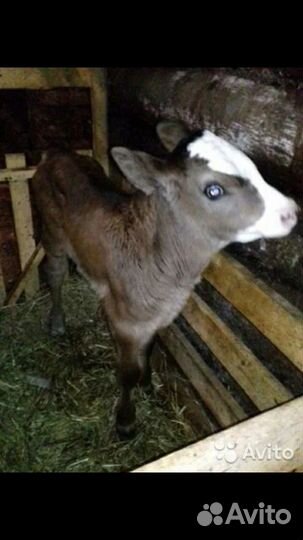 Телята и Бычки