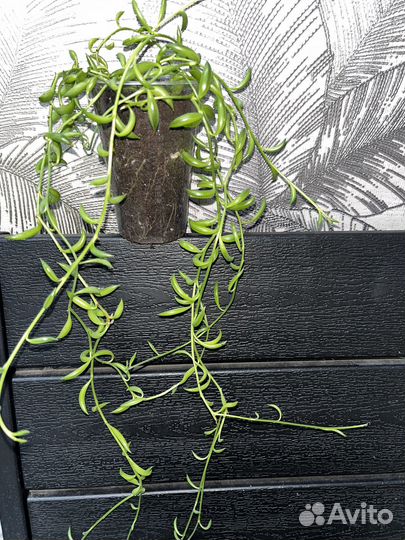 Сенецио радиканс