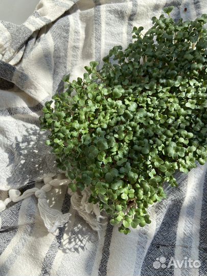 Микрозелень брокколи