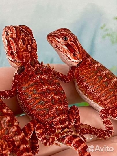 Агама Ред (agama red)