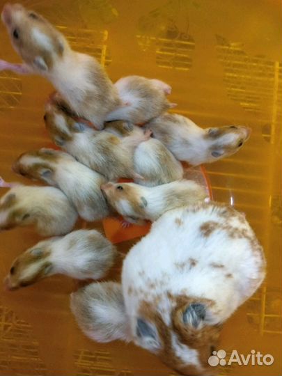 Сирийские хомячки двухцветные и другие