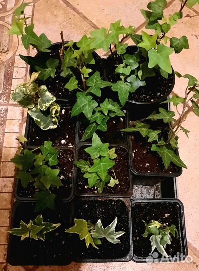 Традесканции Клеродендрум Эсхинантус. Ампельные