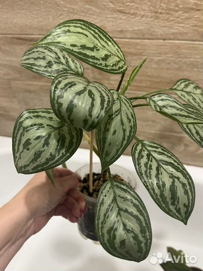 Аглаонема сильвер бей