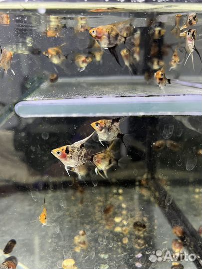 Аквариумные рыбки скалярии