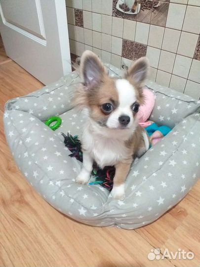 Вязка кобель чихуахуа