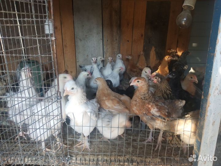 Цыплята домашние крупной породы 2,5 месяцев