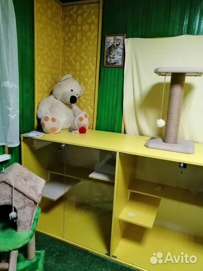 Гостиница для кошек 