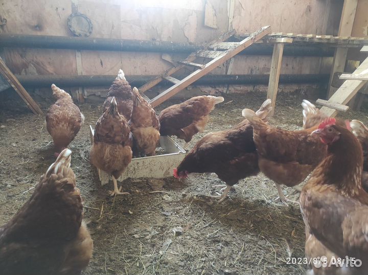 Куры несушки