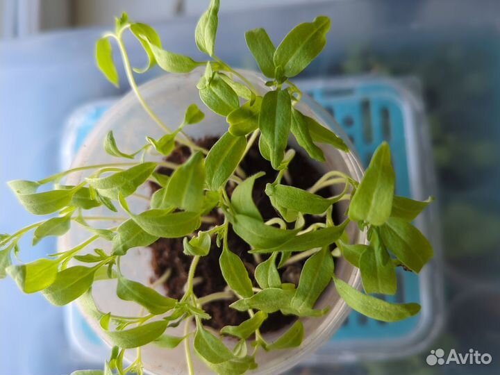 Рассада для пикировки