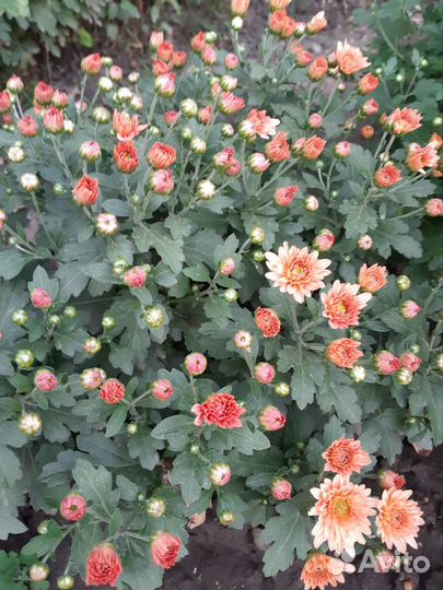 Хризантемы мультифлора