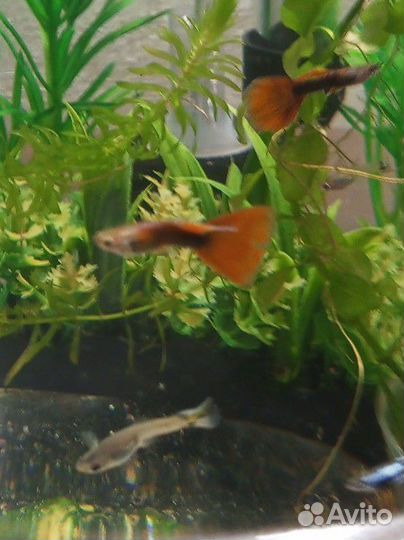 Украшения для аквариума