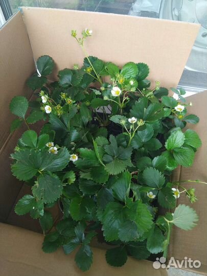 Клубника ремонтантная Фурор