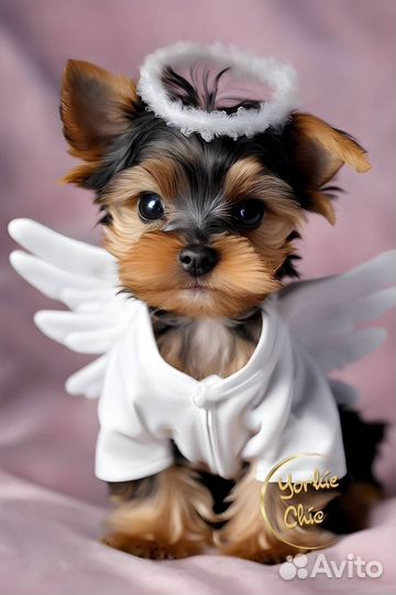 Йоркширский терьер мини